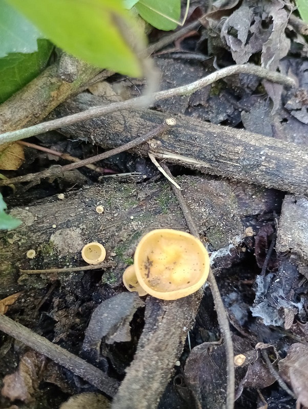 The valuable natural treasure protected by El Morado.